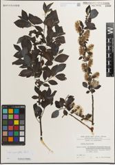 Foto von Salix myrsinifolia Salisb.